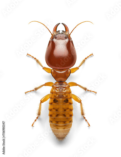 Termite on isolated background, top view photo