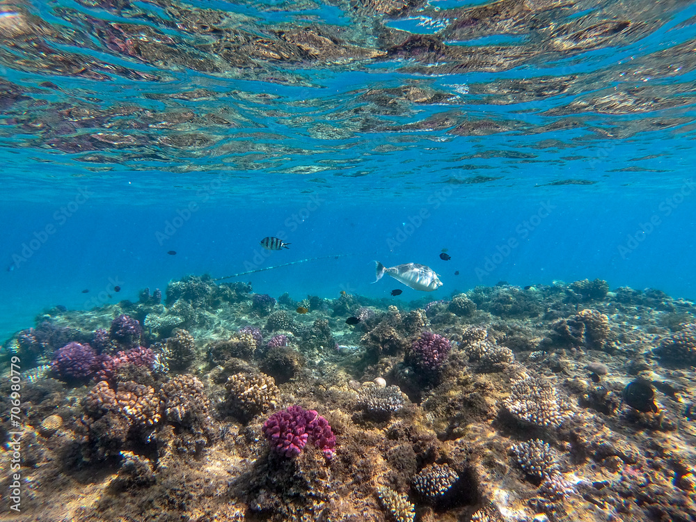 Fototapeta premium Naso annulatus fish known as Whitemargin Unicorn fish on his coral reef in the Red Sea, Egypt..