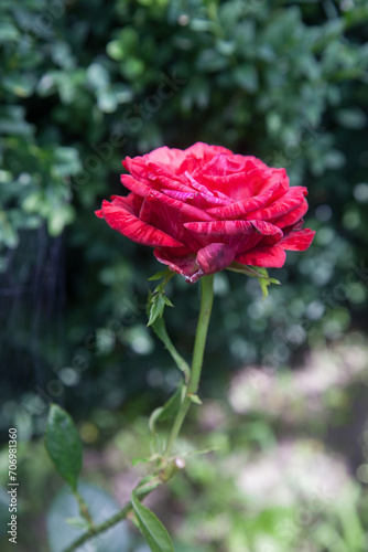 Beautiful pink rose bush growing in the garden..