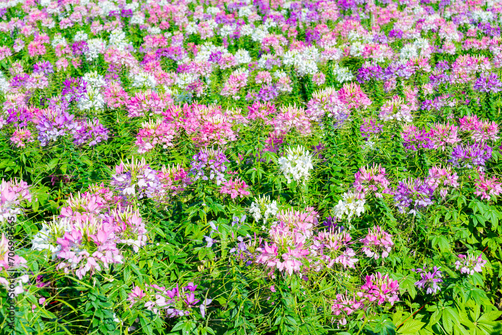 Fototapeta premium Beautiful colorful spider flowers blossom in the field