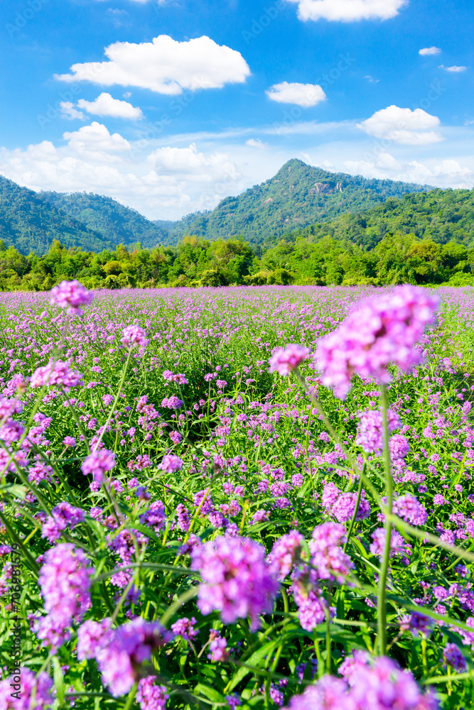 Mountain valley and blue sky with flower.