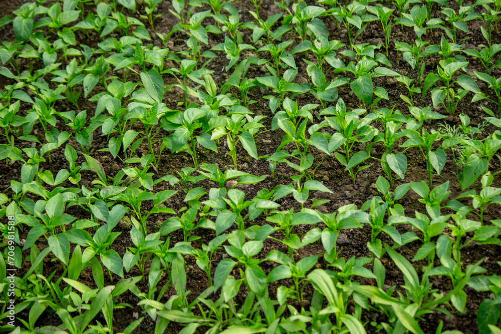 Young seedlings in the ground for reproduction. Plant seedlings Young seedlings in the ground for reproduction. Plant seedlings