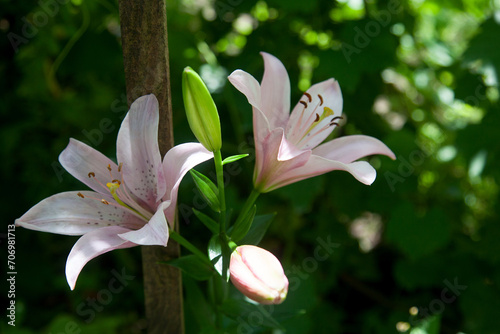 Blooming Oriental Lily flowers. Pink tropical flower in the garden..