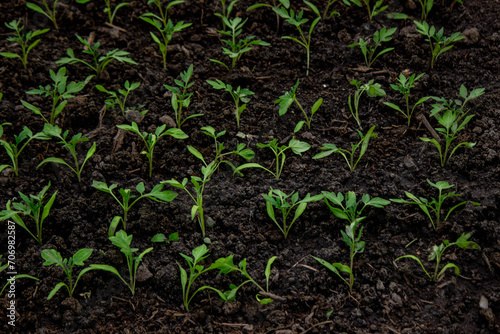 Young seedlings in the ground for reproduction. Plant seedlings