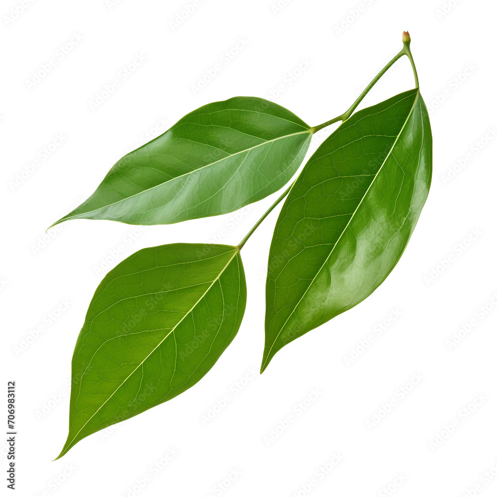 Honeysuckle leaf on a transparent background, PNG