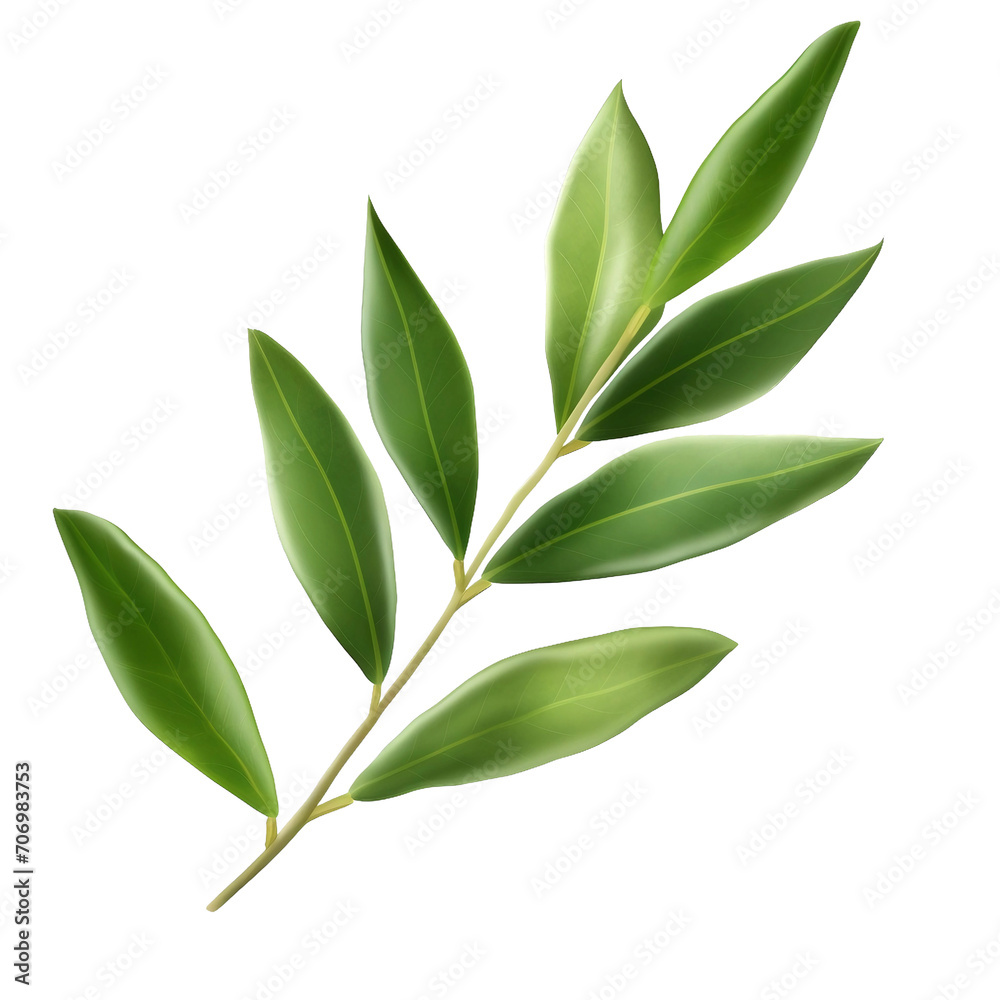 Olive tree leaf on a transparent background, PNG