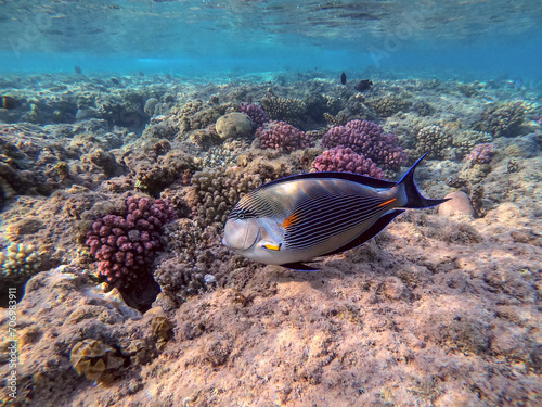 Close up view of Surgeon fish or sohal tang fish  Acanthurus sohal  at the Red Sea coral reef..