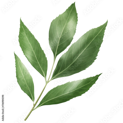 Sagebrush leaf on a transparent background, PNG