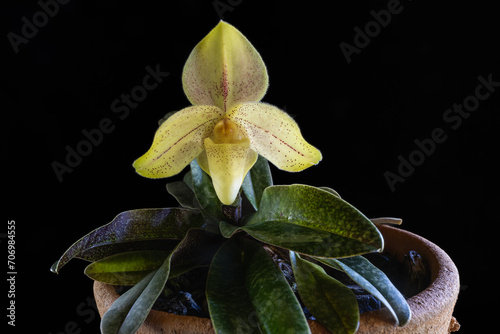 Closeup view of potted lady slipper orchid species paphiopedilum concolor striatum blooming with yellow and red flower isolated on black background photo