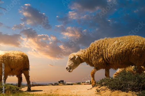 Golden Hour Grazing: Two Sheep in Arid Pasture with Dramatic Sky, Rural Middle East.
