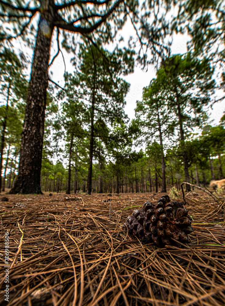 Woods and trees in Gran Canaria Forest Woods and trees in Gran Canaria Forest