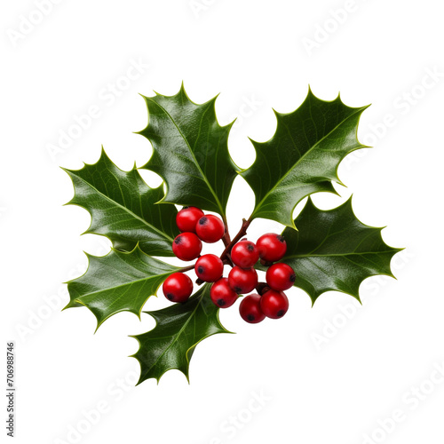 Holly flower isolated on transparent background