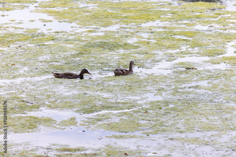 This image features two wild ducks, likely mallards, Anas platyrhynchos, navigating through a marshy pond covered in a verdant layer of duckweed. Their calm traverse through this lush, green aquatic This image features two wild ducks, likely mallards, Anas platyrhynchos, navigating through a marshy pond covered in a verdant layer of duckweed. Their calm traverse through this lush, green aquatic
