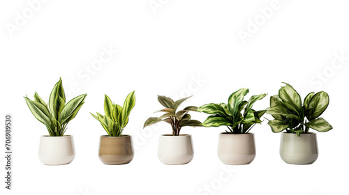 Potted plants  super detail high, Isolated on transparent PNG background, Generative ai © Rajesh