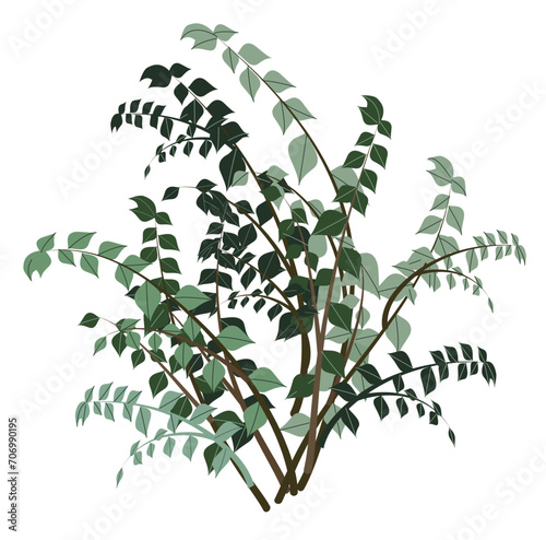 graphic elements for illustration and design, indoor flowers, Ficus benjamina