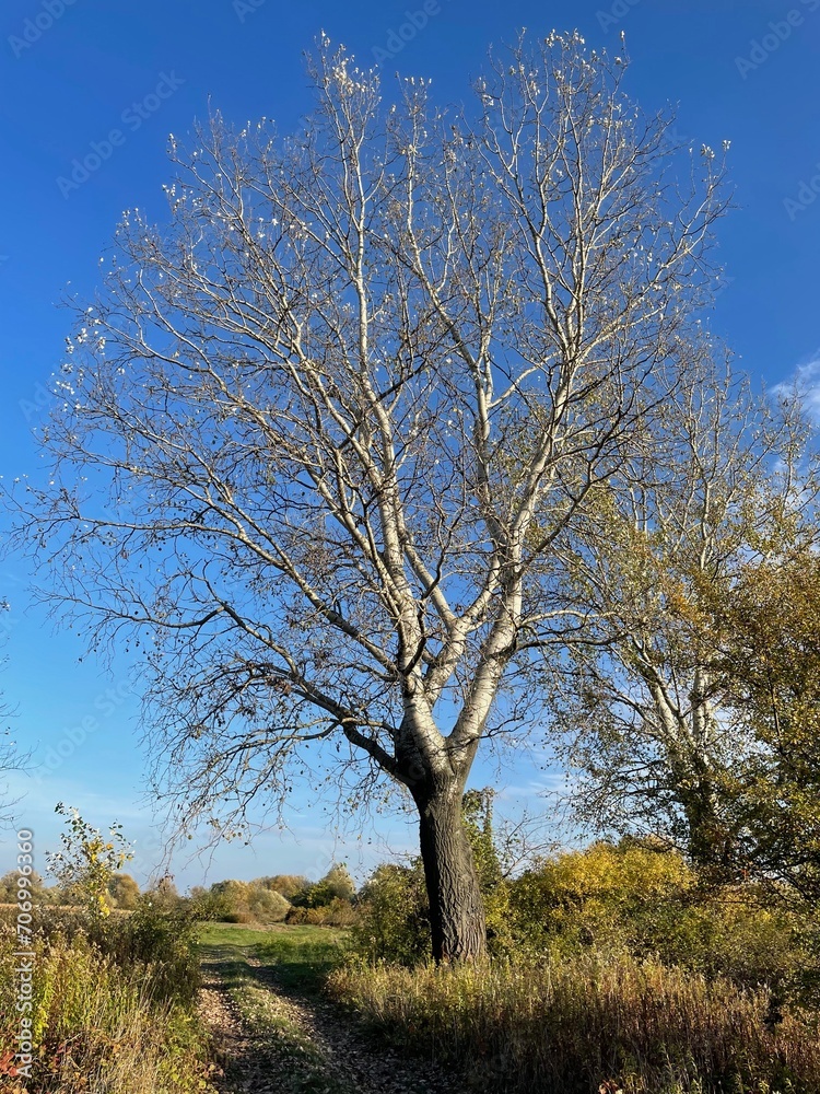 A large birch tree. A large birch tree.