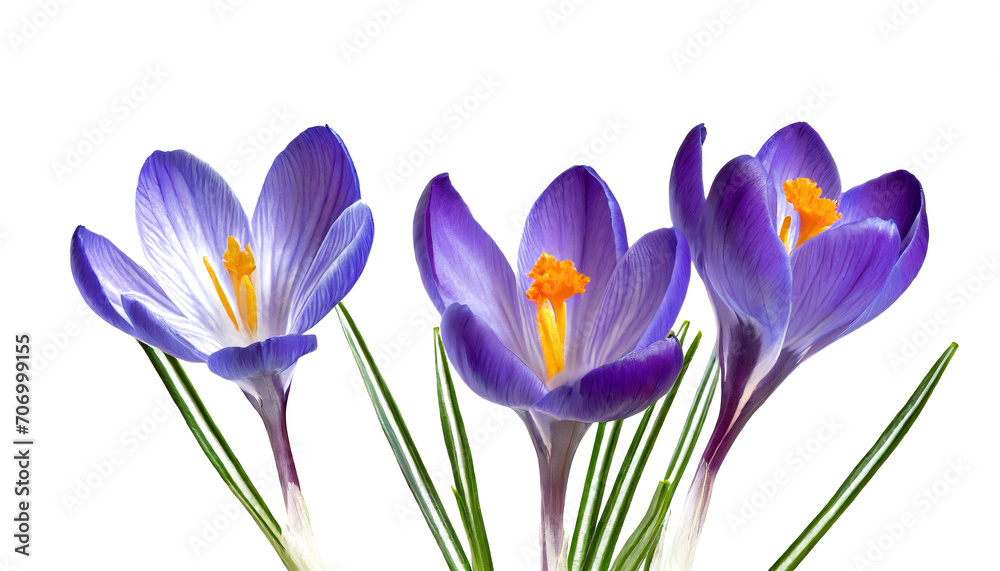 blue crocuses isolated on white background blue crocuses isolated on white background