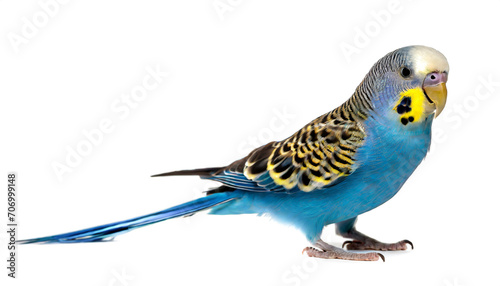 Blue budgie isolated on white background,cutout