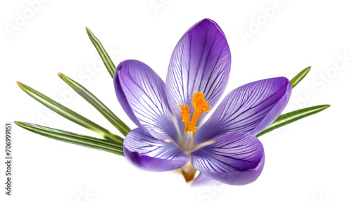 spring crocus flowers isolated on white
