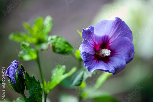 This is an exquisite portrait of a violet flower in full bloom  showcasing the delicate gradient of purple hues and the detailed structure of its stamen. The flower stands poised against a soft-focus