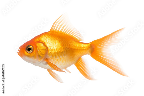 Common goldfish, side view, isolated background