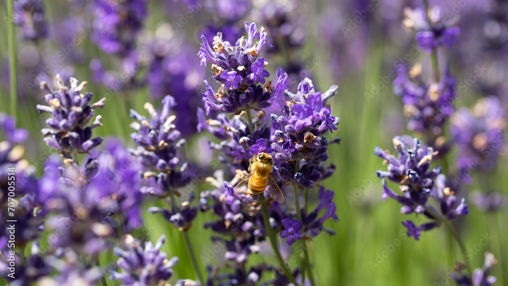 The honey bee pollinates lavender flowers. Summer background of lavender flowers with bees. The honey bee pollinates lavender flowers. Summer background of lavender flowers with bees.