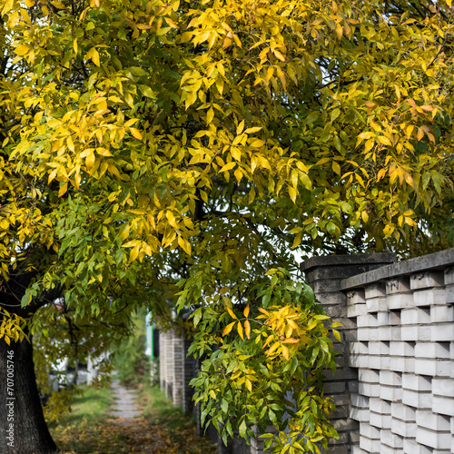Fraxinus velutina a Majestic Tree Standing Tall Against a Sturdy Brick Wall