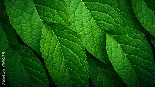 Nature's Tapestry, Close-Up View of Lush Green Leaf Background