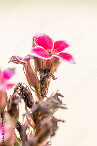 Sunny summer day.flowers in nature : Close up of Pink Desert rose flowers,Japanese frangipani adenium ornamental plant, succulent flowering plant adenium as desert rose.selective focus.