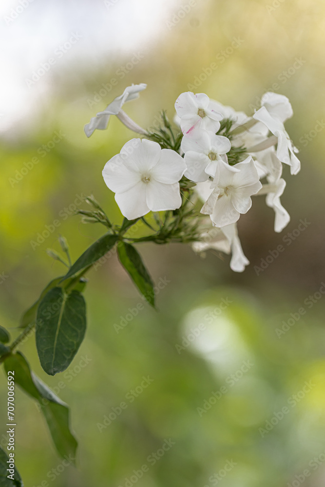 Obraz premium Close-up of a white phlox paniculata flower with white colorations in a garden bed, selctive focus, green blurry background