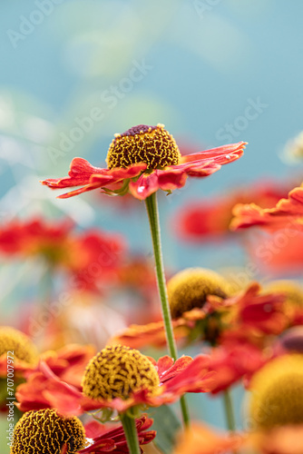 Natural closeup on the colorful orange blossoming common sneezeweed, Helenium autumnale , in the garden. Yellow and red flowers in garden.