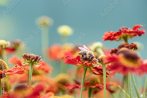 Bee - Apis mellifera - pollinates a blossom of the common sneezeweed or large-flowered sneezeweed - Helenium autumnale photo