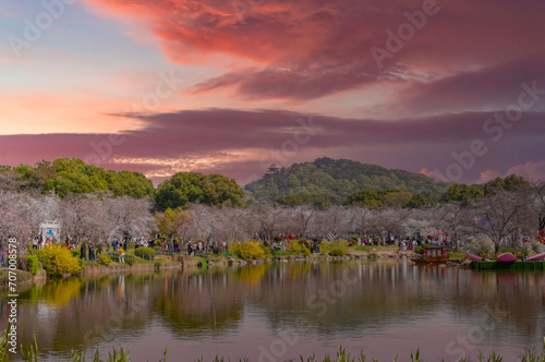 Serene Cherry Blossom Season at Sunset, Traditional Pavilion on Hill, Popular Viewing Spot, Japan photo