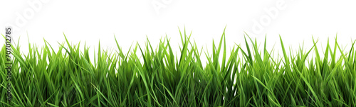 Green fresh lawn grass, cut out photo
