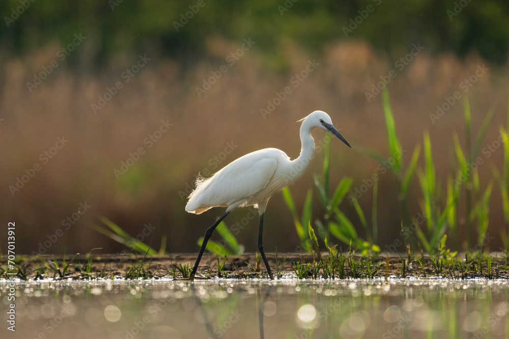Fototapeta premium Great egret heron