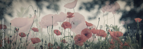 Dreamy poppy flowers bloom, grass, ladybug closeup panorama. Macro with soft focus. Spring floral template. Artistic image. Pastel toned. Nature summer greeting card background