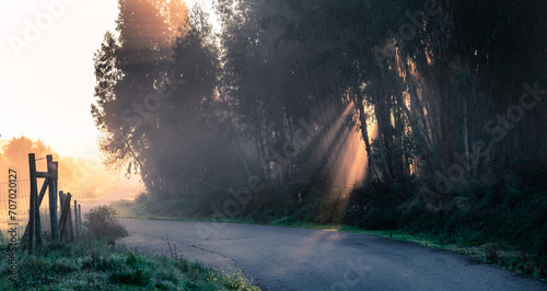 Caminho rural com raios de sol no nevoeiro photo