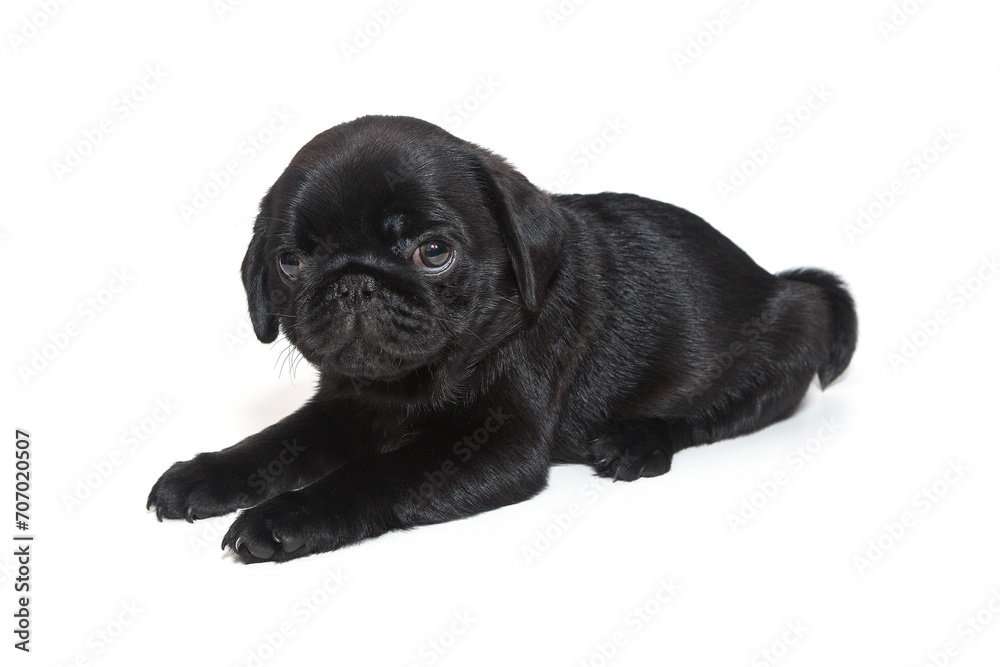 Black pug puppy, he  lies sideways