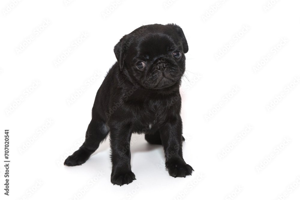 Black pug puppy,  it stands.