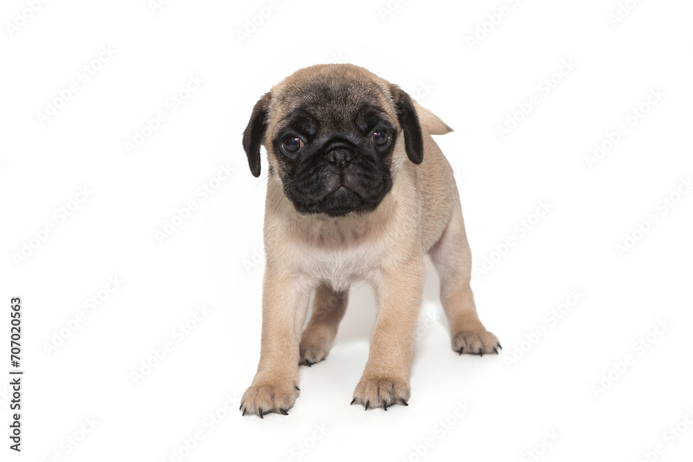 Funny puppy of a beige pug
