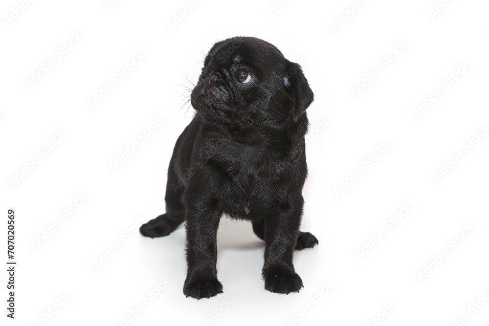 Black pug puppy