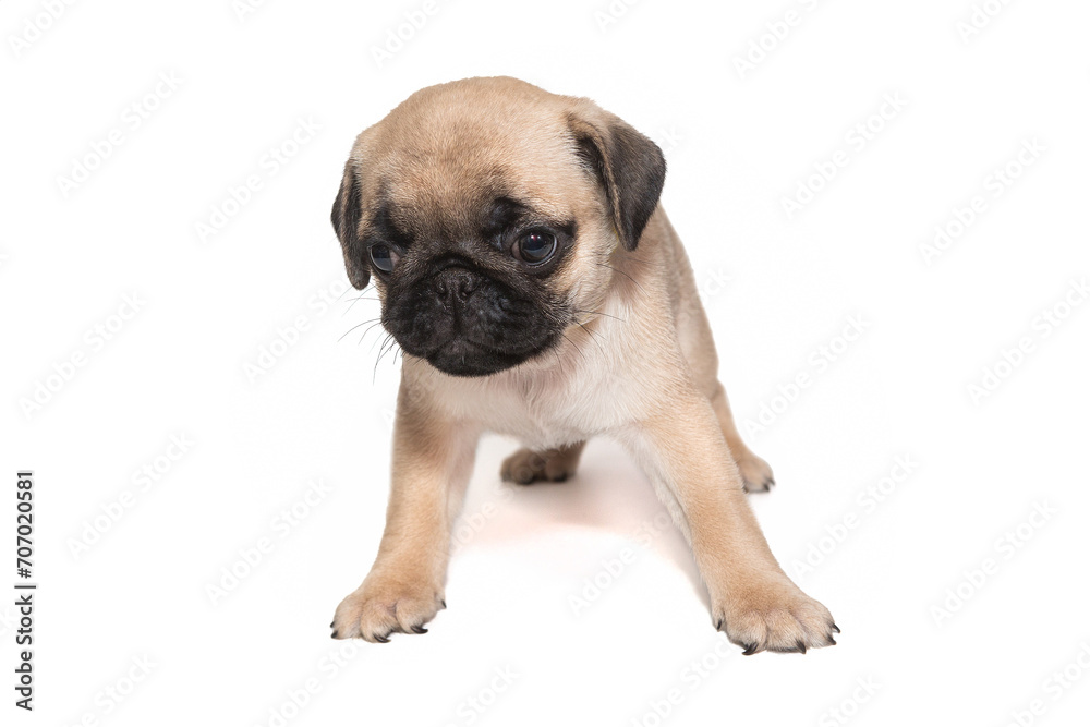Puppy of a beige pug, age one and a half months
