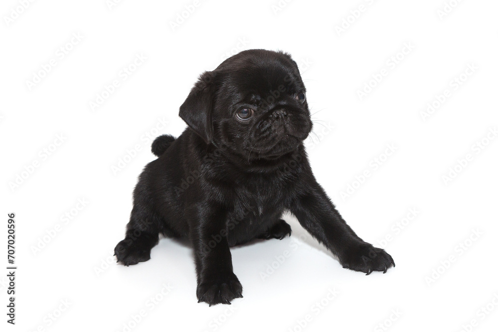 Black pug puppy