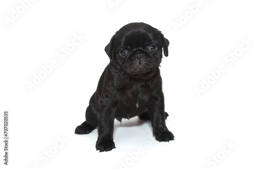 Funny puppy of a black pug