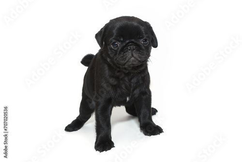 Black pug puppy, it stands.