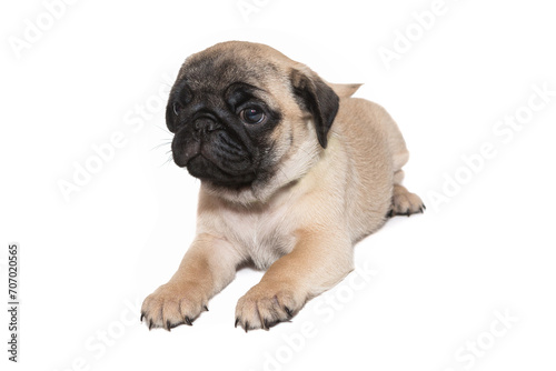 Beige pug puppy with a black muzzle