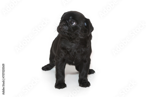 Black pug puppy © Okssi