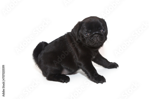 Fototapeta Naklejka Na Ścianę i Meble -  Black pug puppy