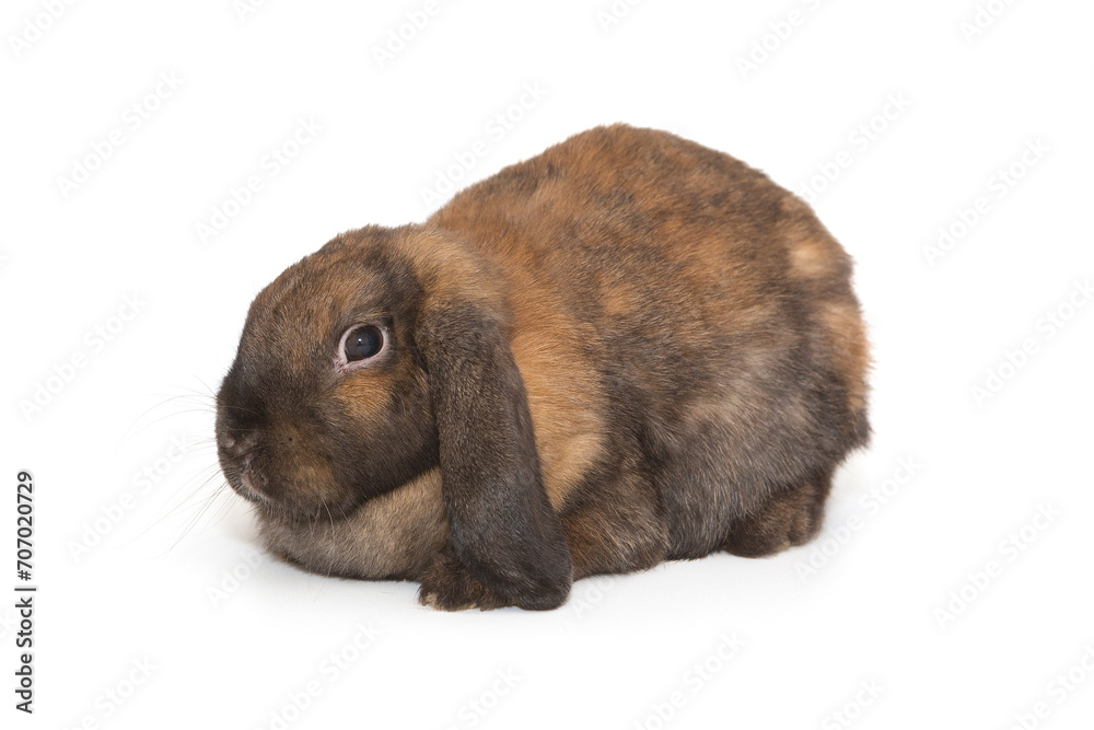 Fold-eared rabbit of brown color Fold-eared rabbit of brown color