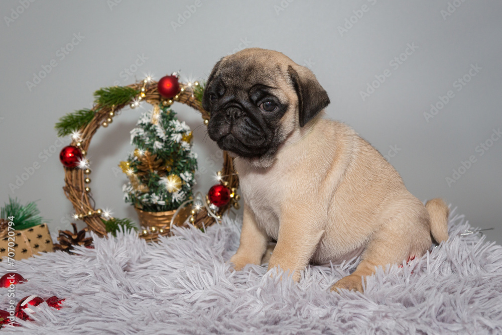 Beige pug puppy and Christmas